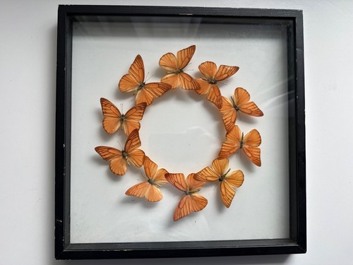 Framed real butterfly - real,
