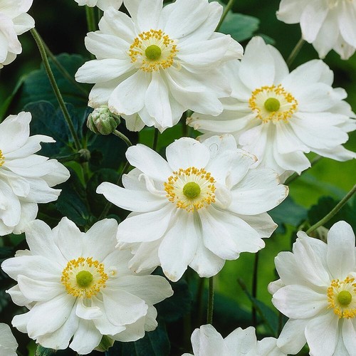 Anemone hybrida whirlwind - anemone, x