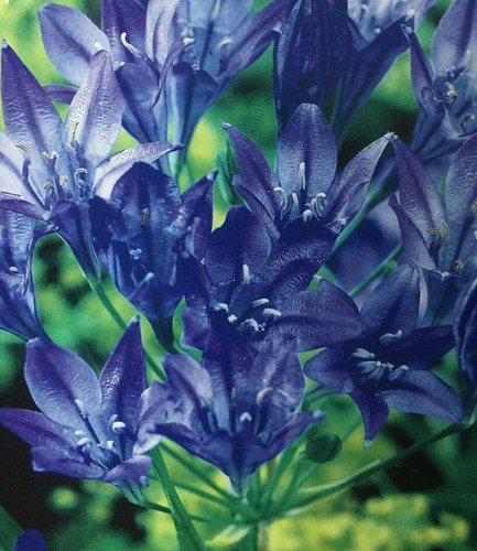 Brodiaea garden - (triteleia),
