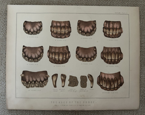 Age the horse teeth years - horse, 6