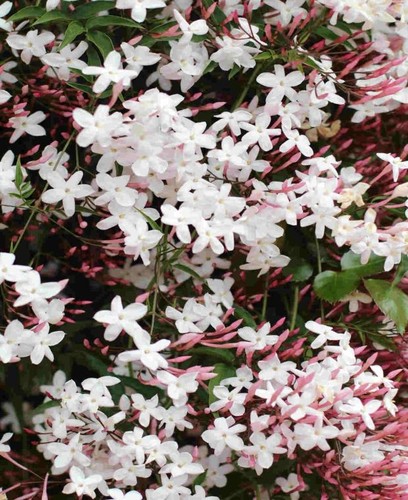 Jasminum officinale flowering - officinale,