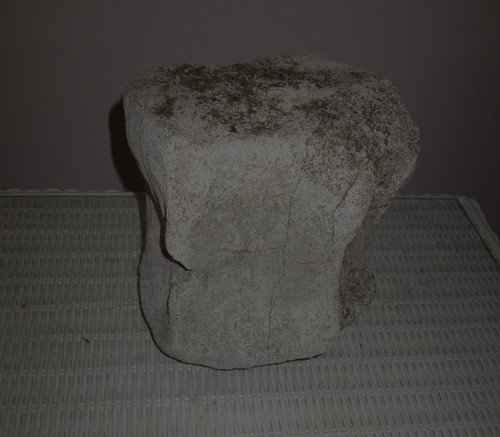 Large fossilized whale - large,