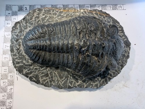 Fossil large trilobite