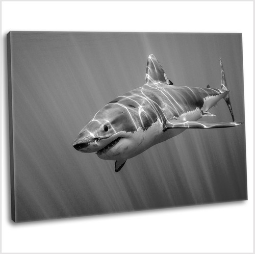 Great white shark canvas - white,