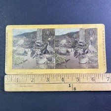 American Coot Bird Taxidermy