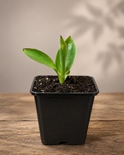 Canna Tropical Red Plant 9cm