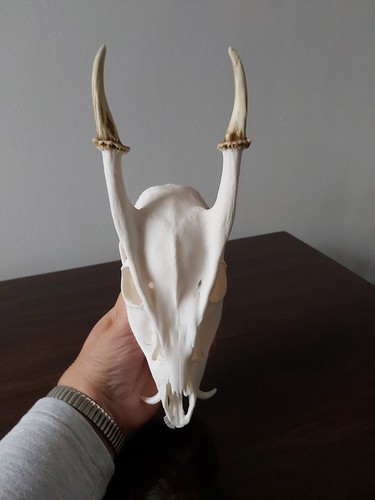 Muntjac buck deer - deer, skull