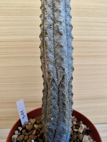 Euphorbia abdelkuri h17 - euphorbia,
