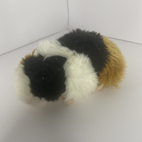 Teddy hermann guineapig guinea - teddy,
