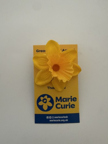 Marie curie daffodil - daffodil, pin
