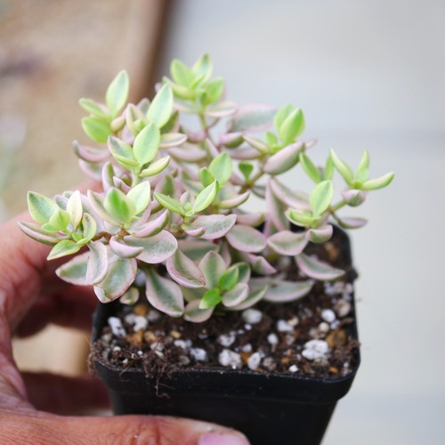 Crassula volkensii variegated - crassula,