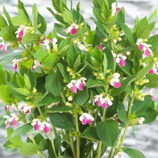 Melittis Royal Velvet