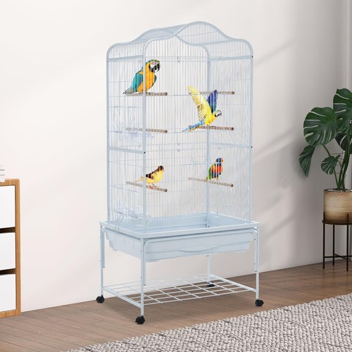 Standing large bird - bird, parrot