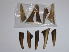 PACKET OF 20 RED DEER HORN /