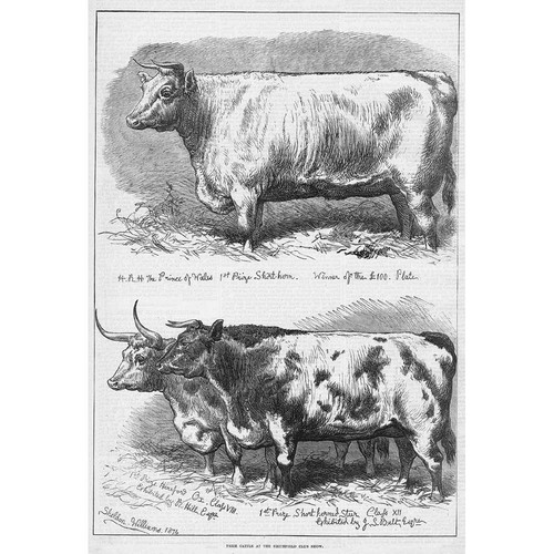 London prize shorthorn - prize, cattle