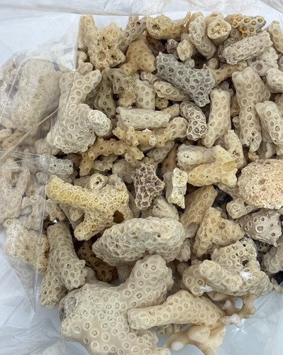 Collection natural coral - collection, of