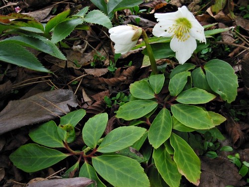 Helleborus hellebore niger ice - helleborus,