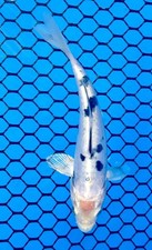 ✨ 5-7 ” DOITSU TANCHO