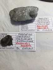 A pair of rare English