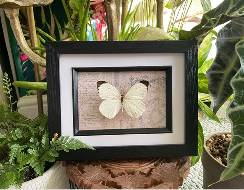 Real butterfly hand set - set, and