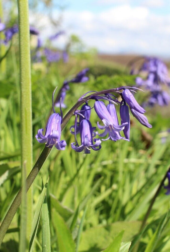100x english bluebell seeds - 100x, uk