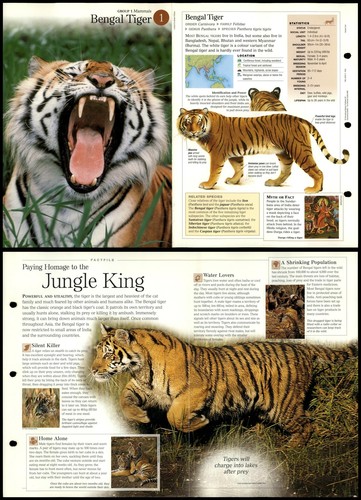 Bengal tiger mammals - #1,