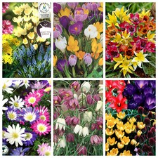 SPRING FLOWERING BULBS EASY TO GROW QUALITY CORMS,PERENNIAL BEAUTIFUL  PLANTS