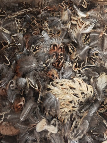 100 hen pheasant - x, neck