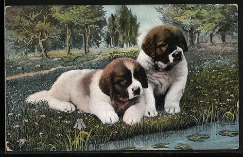 Postcard two newfoundland - two,