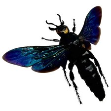 Giant iridescent hornet - giant, male