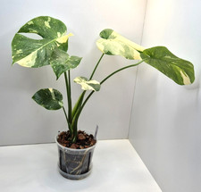 Monstera Deliciosa Thai