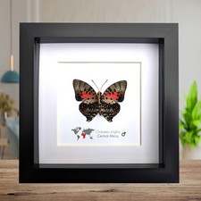 Charaxes zingha, the shining