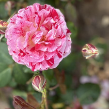 Hybrid Tea Rose Plant '