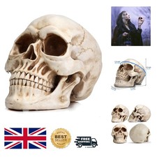 Durable Life-Size Resin Skull