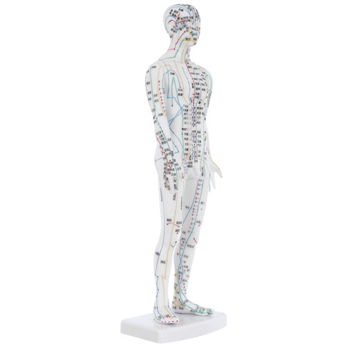 Acupuncture model male - acupuncture,