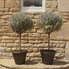 Lavender Plants, Anouk Mini