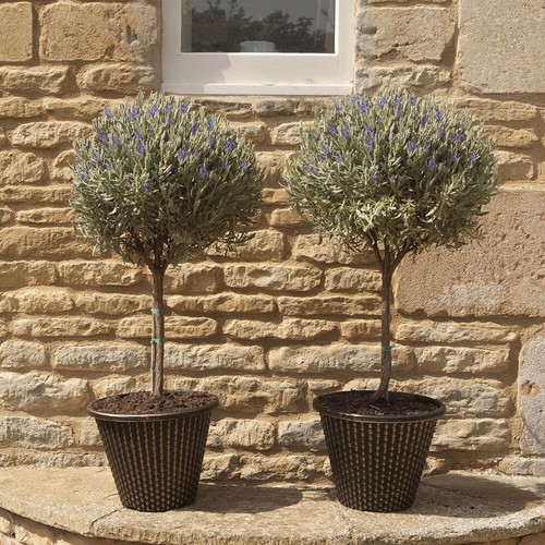 Lavender mini standard anouk - lavender,