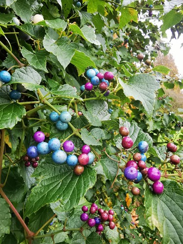 Ampelopsis brevipedunculata - ampelopsis,