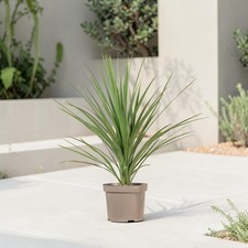 Cordyline Australis Plant in