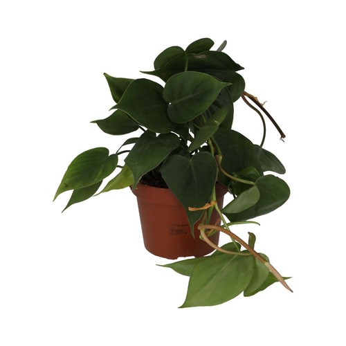 Heartleaf plant philodendron - heartleaf,