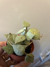 Hoya Sorting Out My Own Plants