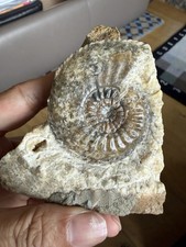 Stunning Amaltheus Ammonite