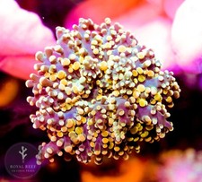 Gold Octospawn Frogspawn LPS