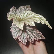 Begonia Pink Minx BABY PLANT