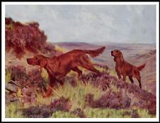 IRISH SETTER DOGS IN MOORLAND