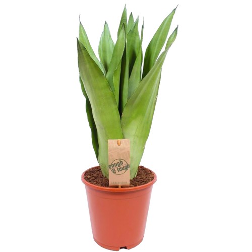 Sansevieria moonshine indoor - sansevieria,