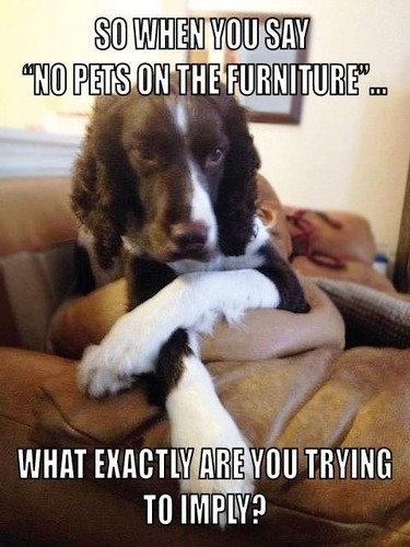 Springer spaniel dog - springer,