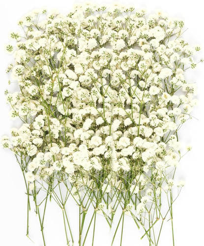 100pcs dried pressed - 100pcs, flowers