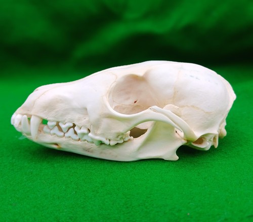 Arctic fox skull - skull, greenland