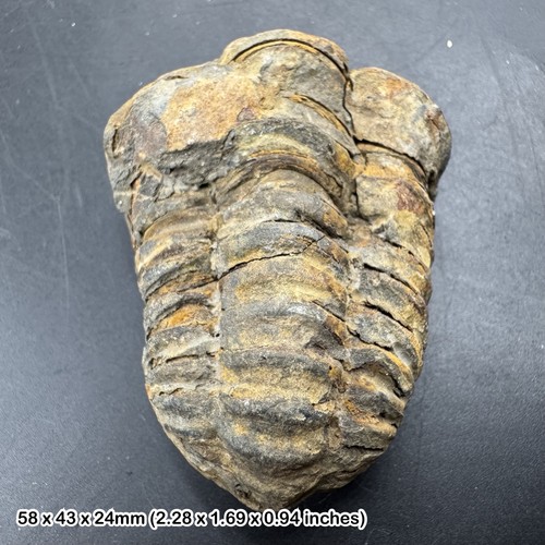 Fossil diacalymene - fossil, sp.